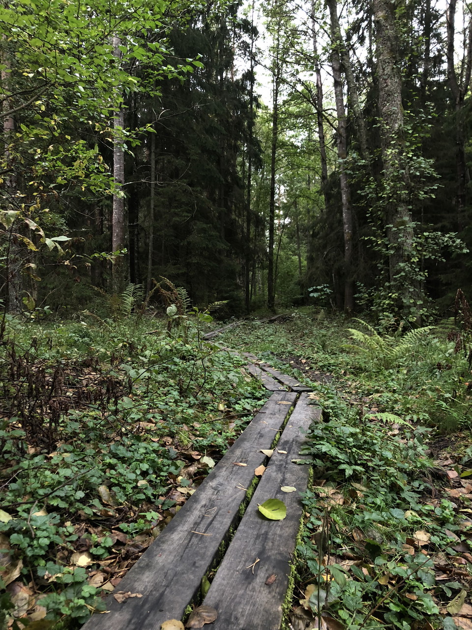 Bommar leder fram genom skogen.