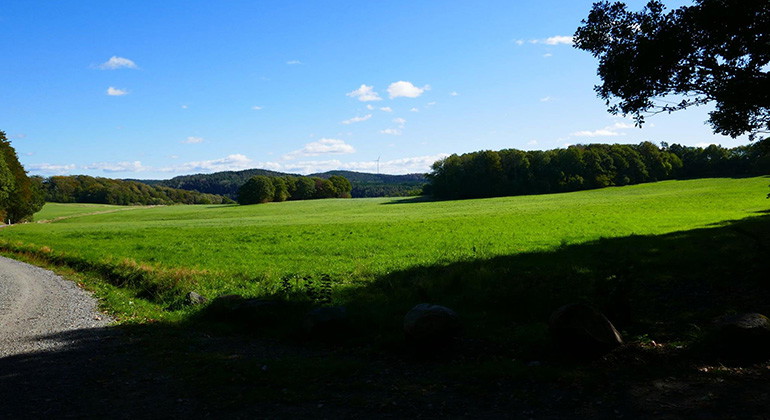 vy över grönskande gräs och en stenig väg