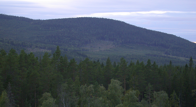 Torrknölen, Naturreservat