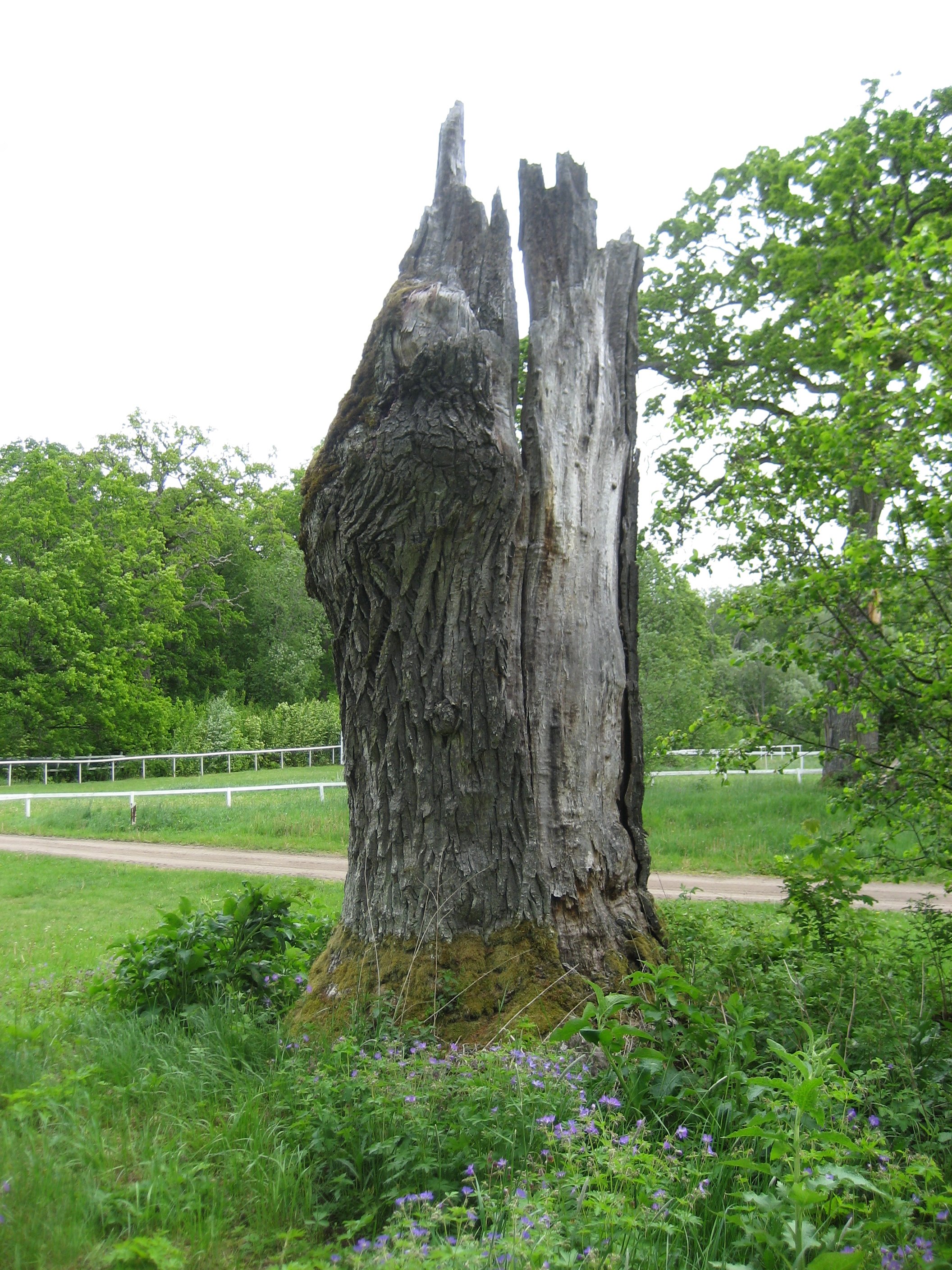 Gamalt träd med kluven stam och avsaknad av bark.