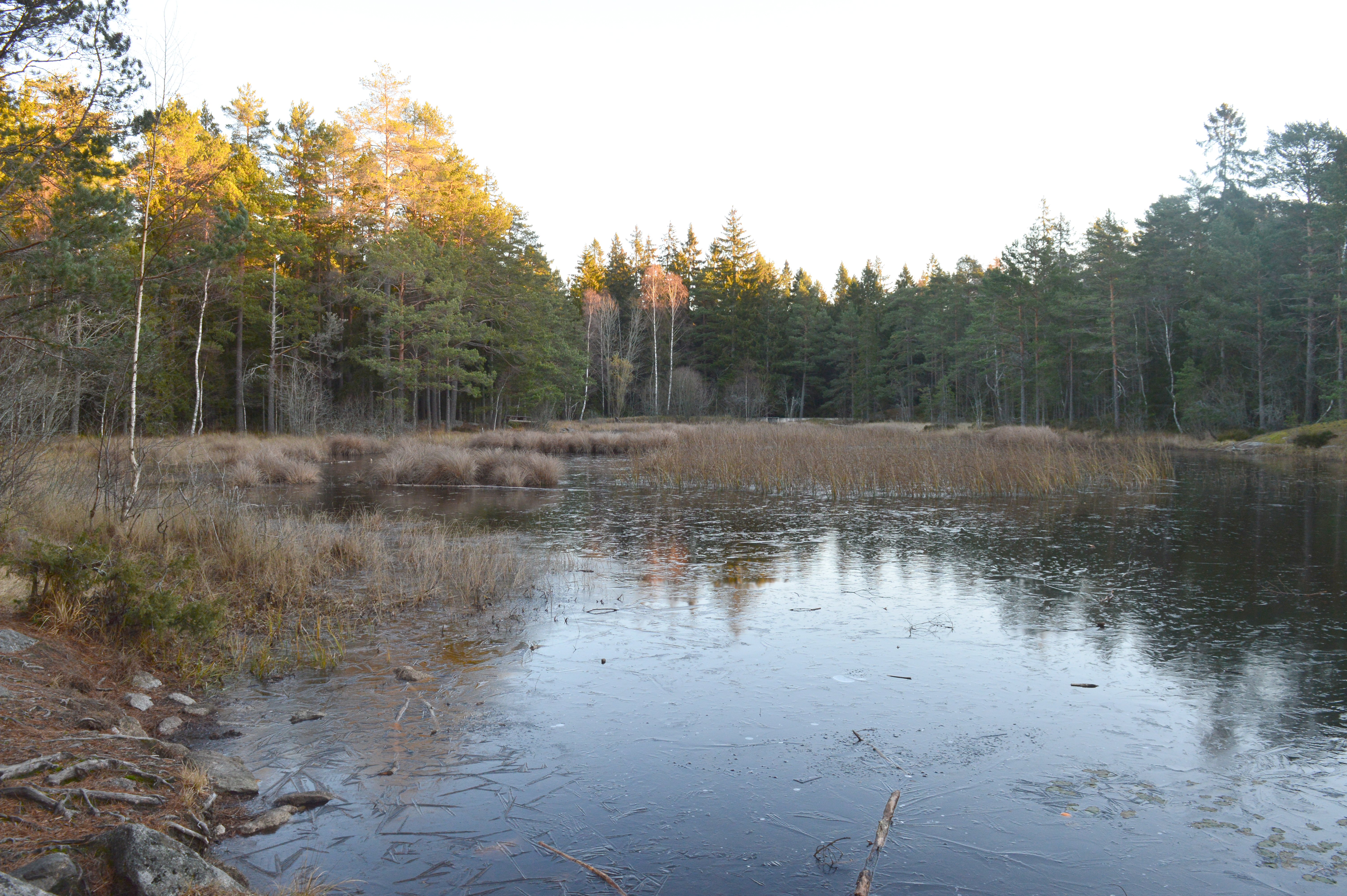 Närbild på en damm med skog runtom.