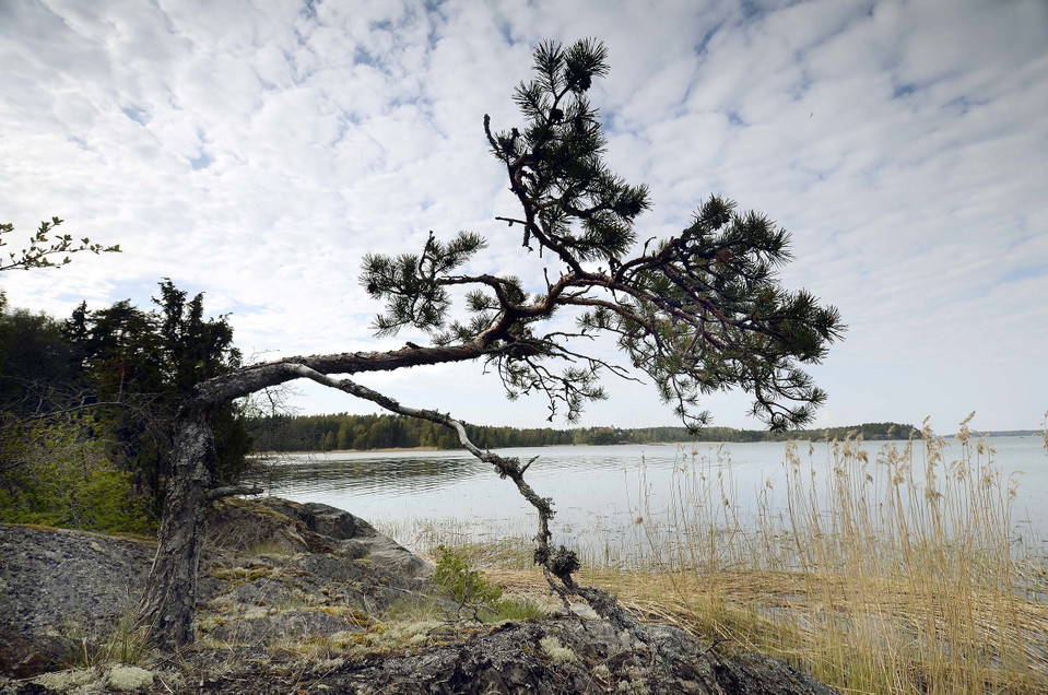 Liten tall hänger ut från klippa, vatten i bakgrunden.