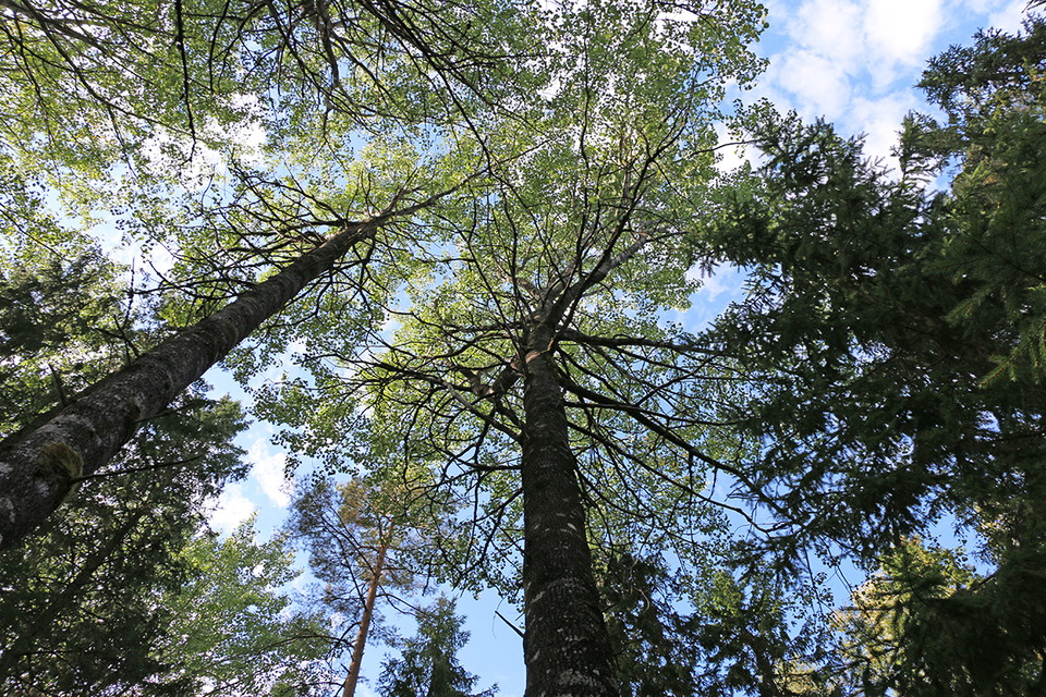 Trädtoppar och himmel.