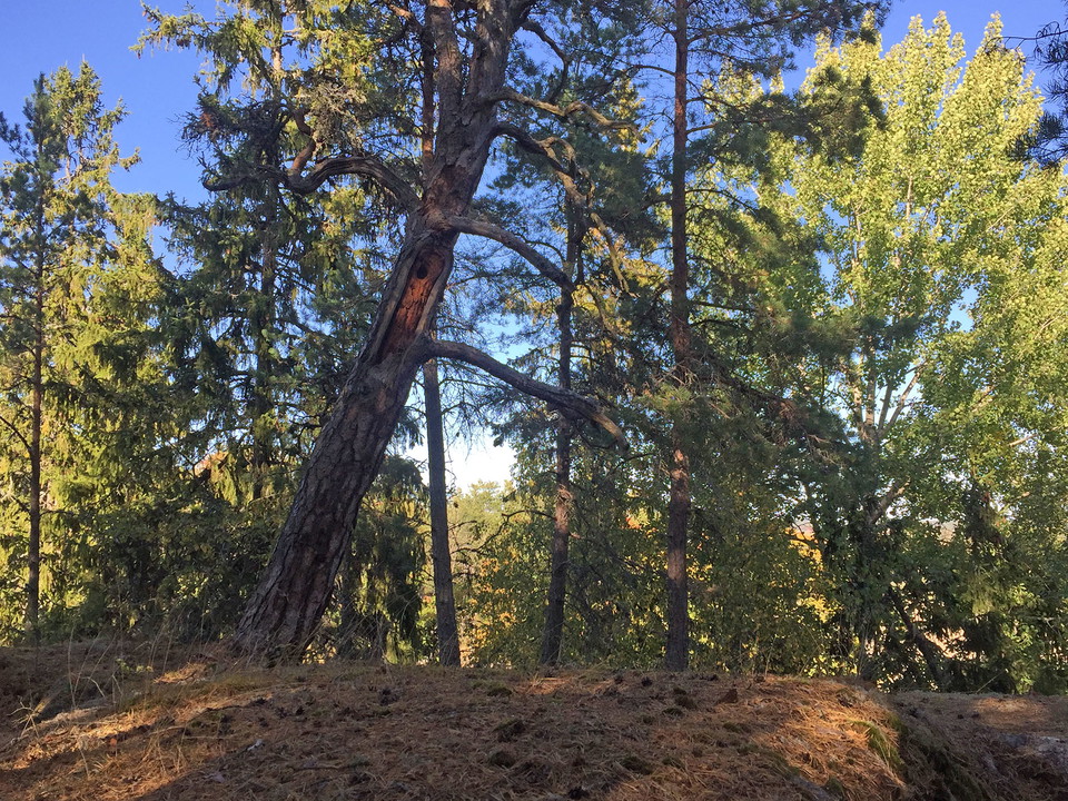 Tall som har ett hål i stammen cirka två meter upp.