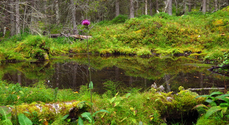 Upplev stillheten vid en källa i skogen.