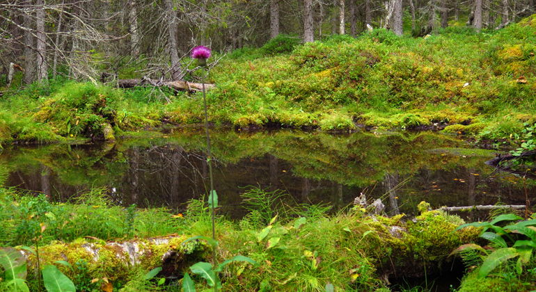 Upplev stillheten vid en källa i skogen.