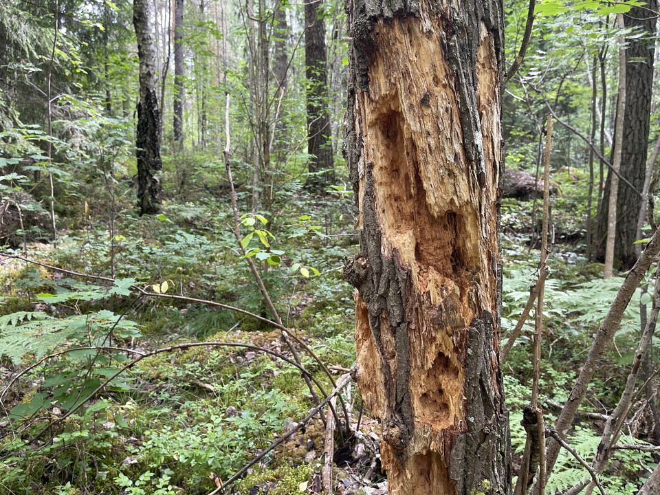 Trädstam med spår efter hackande fåglar som letat mat.