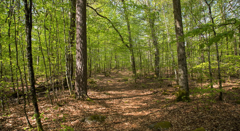 Skog i Osby Skansar.