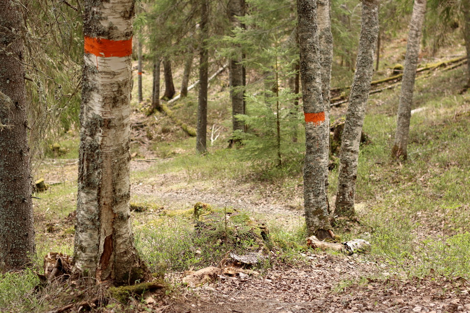 Experience the nature reserve of Vännforsen.
