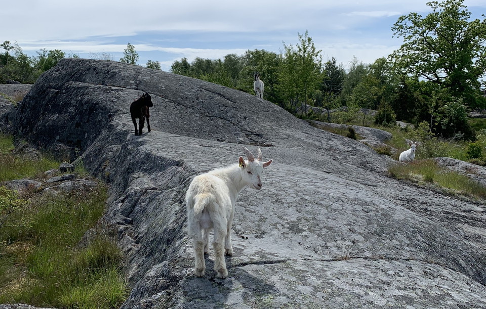 Getter och kor betar på öns norra del, nära tältplatsen och vid "Saltmars" strandäng i mitten av ön..
