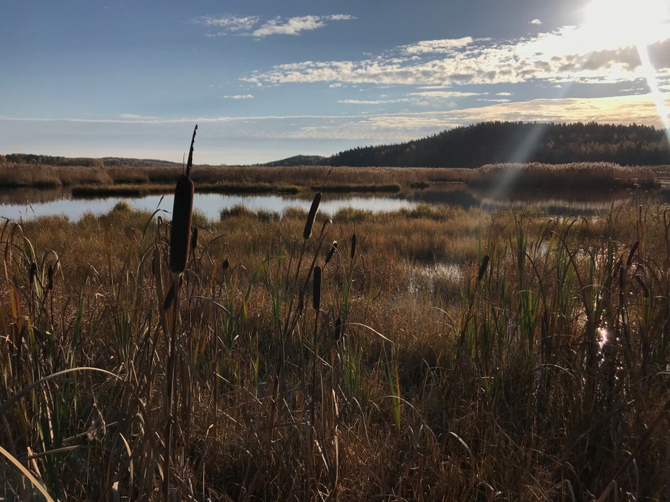 Kaveldun vid Ålsjöns naturreservat