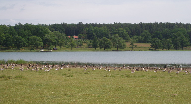 Kanadagäss vid Segersgärdeviken