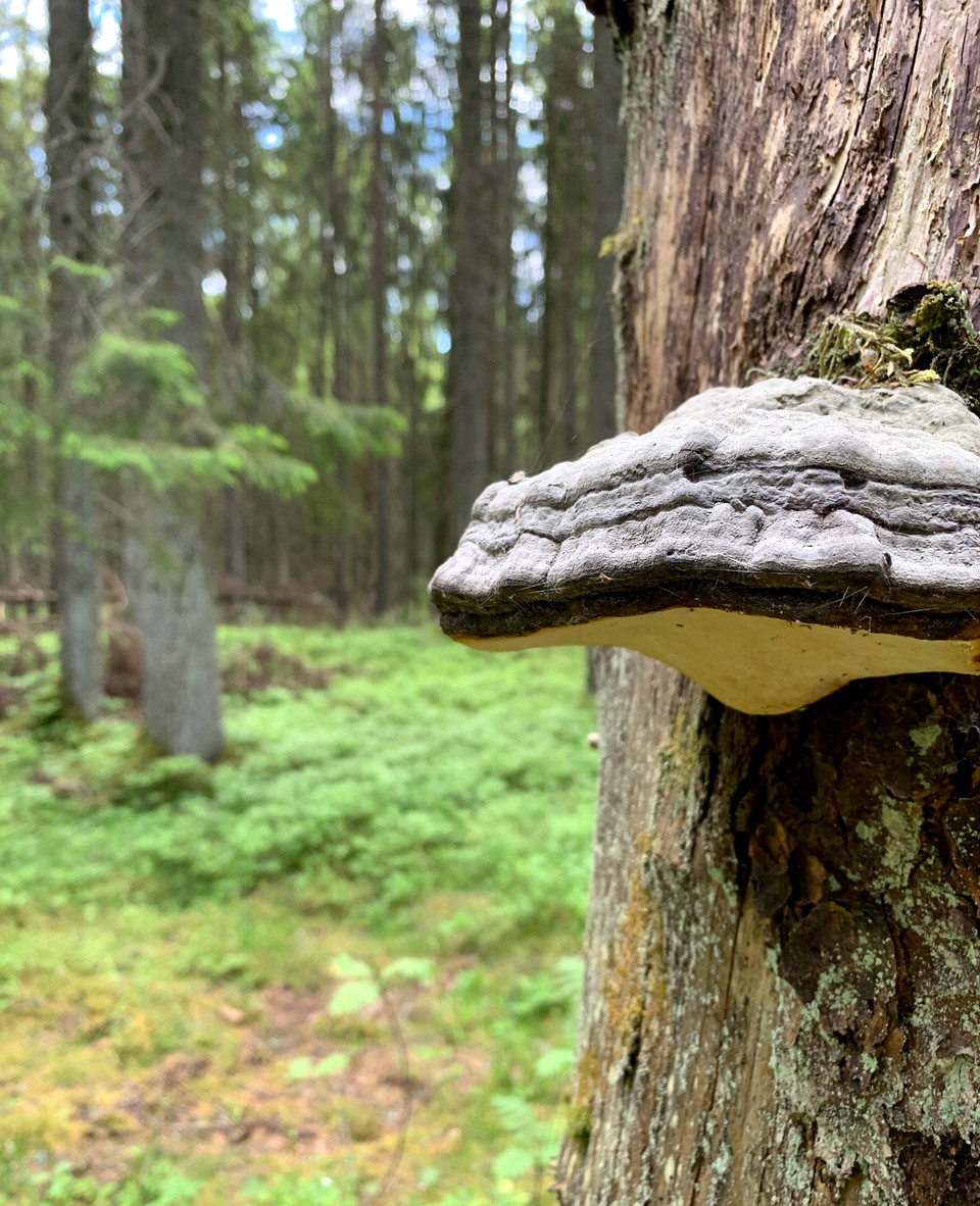 Tickor växer på gamla träd. 