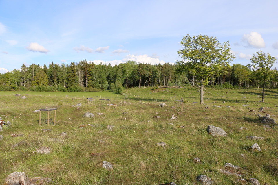 Ett öppet parti bestående av gräs och sten.