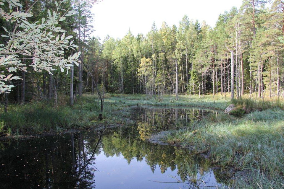 Vatten med skog runtikring.