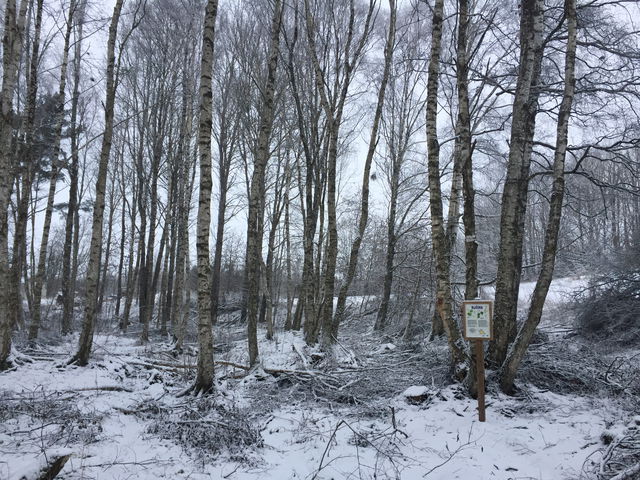 Bella Blåmes trädstig i Fågelsta