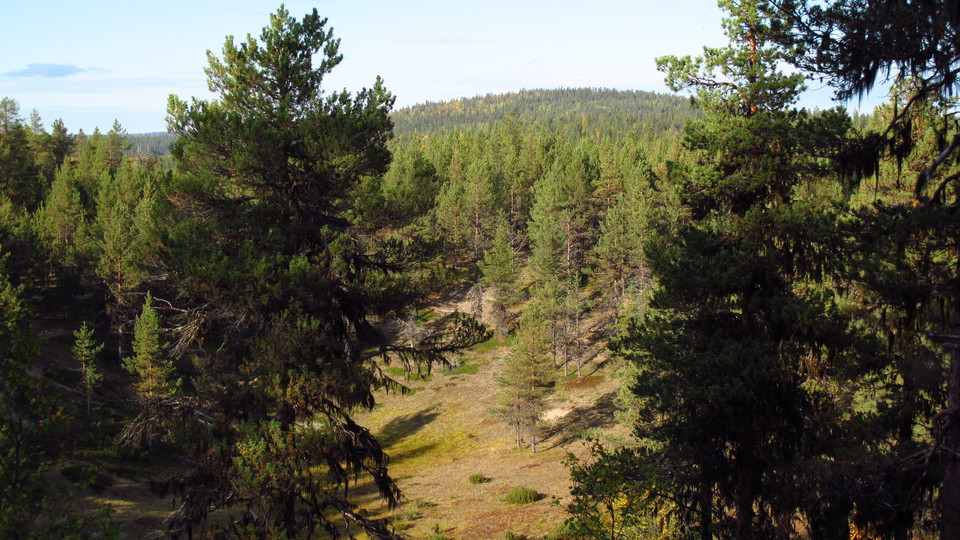 Barrskog och en sandås.