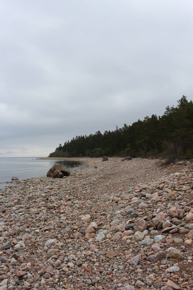 Tät skog leder ut till en stenig och lätt sluttande strand