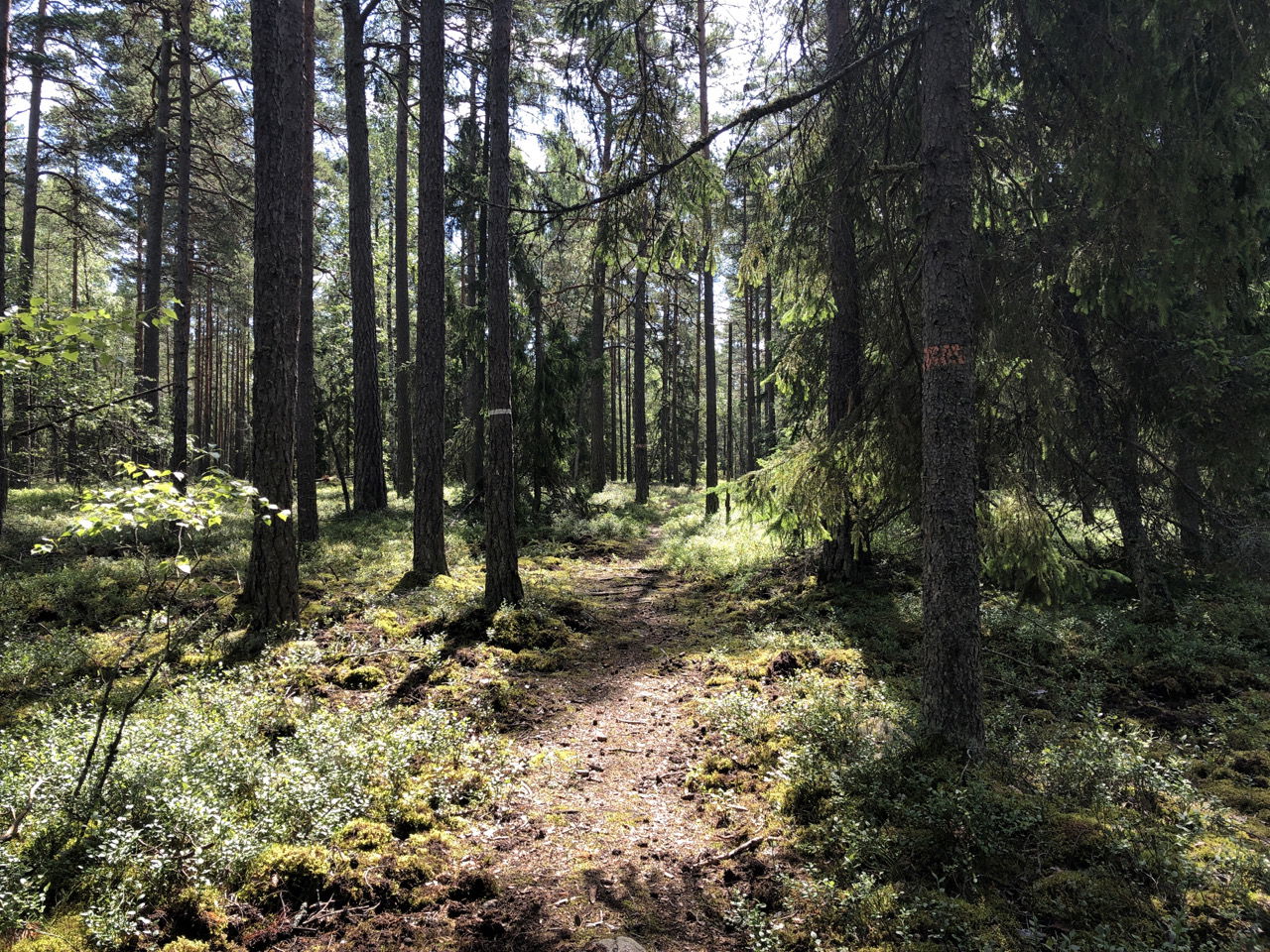 Hiking trail, Pålamalm — Naturkartan