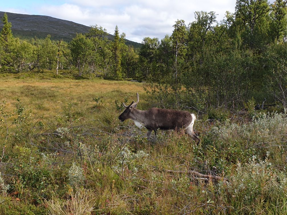 Ren i fjällskog