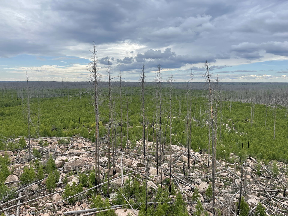 Stenig mark, några döda trädstammar och grön sly.