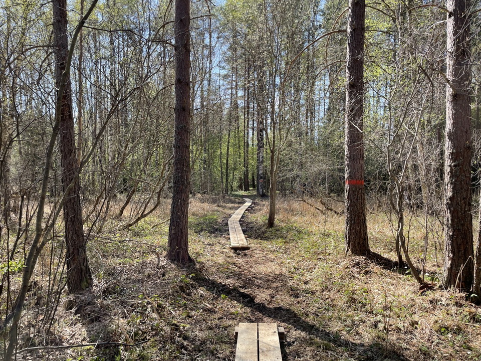 Vandringsled i skogsmiljö med spång och orange ledmarkering på träd