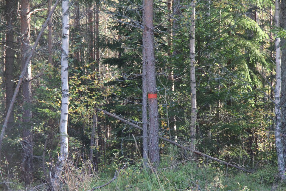 Orangemarkerat träd visar vägen i skogen.