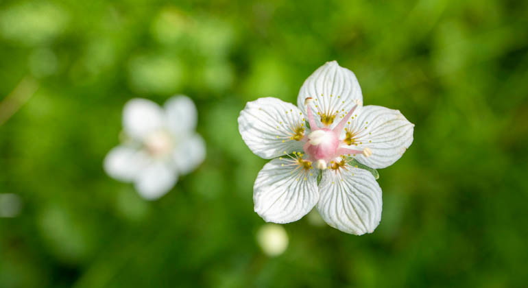 Slåtterblomma.
