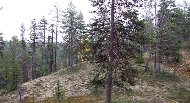Kursunkangas.