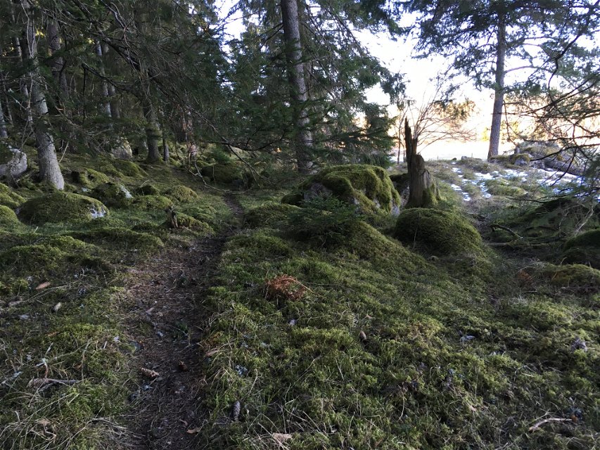 En smal stig går genom skog med många mossklädda stenblock. 