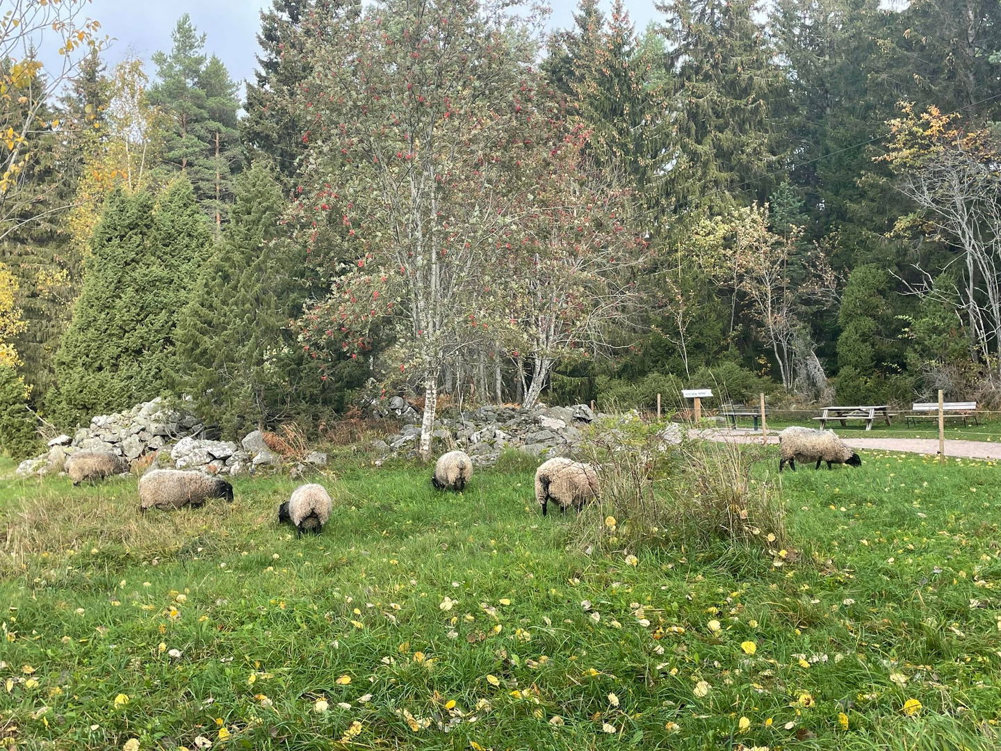 Får som betar gräs i hage i Hemlingby friluftsområde