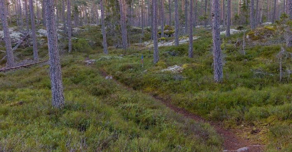 Kyrkstigen mellan Nargöl och Malexander.