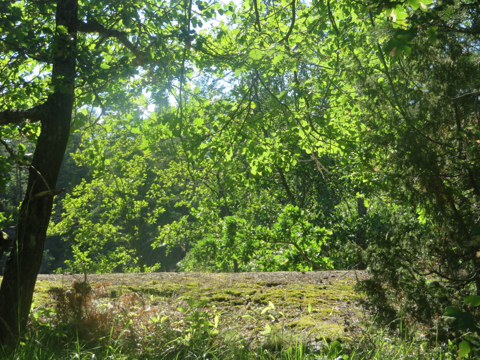 Solsken