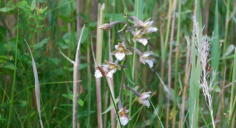 Orkidén kärrknipprot växer på Stångby mosse.