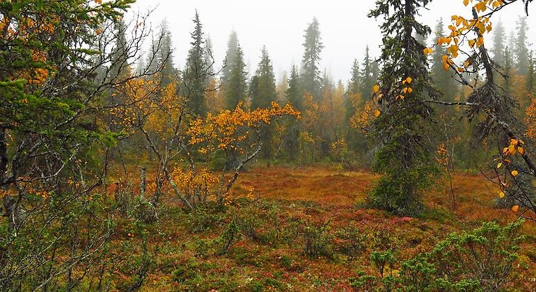 Gles granskog med inslag av lövträd i höstfärger. Dimmigt.