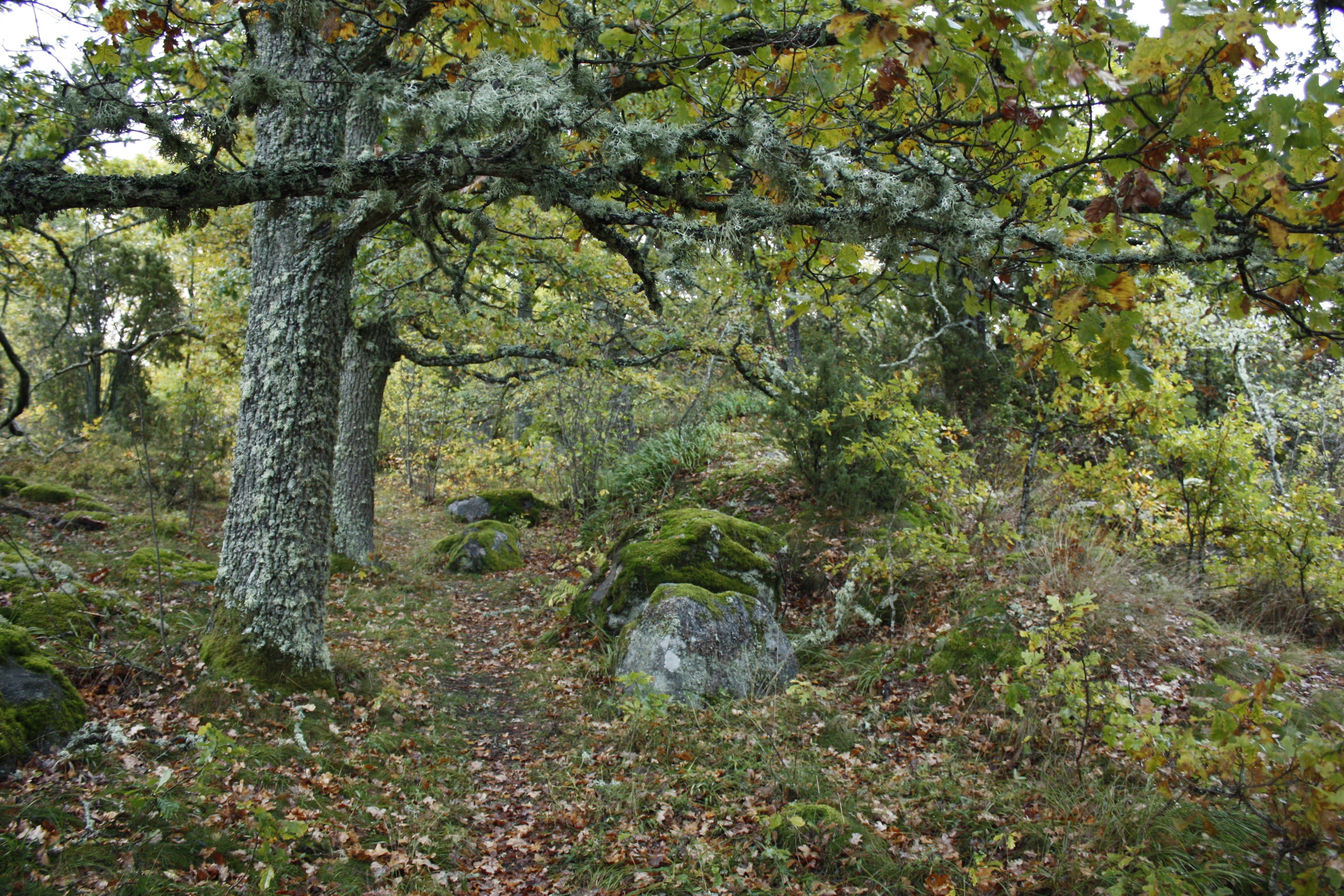 Kuperad terräng med flera stora stenar och många grova lövträd.