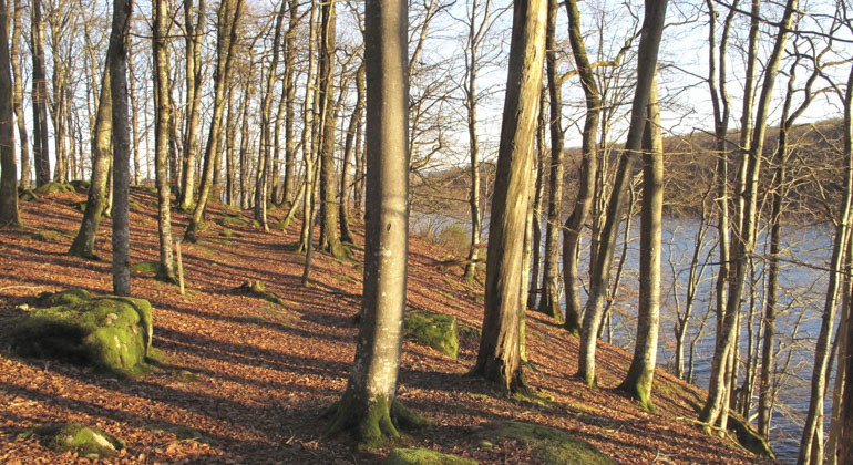 många smala trädstammar på mark vid vatten