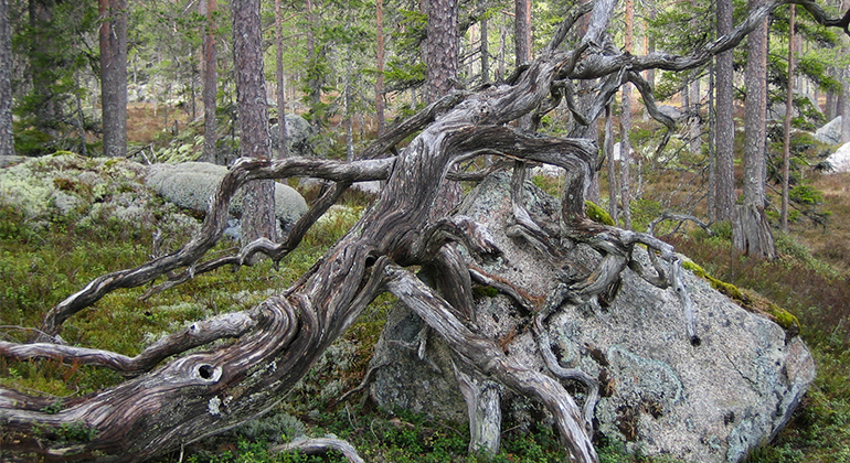 Talltopp som ratats vid trädfällning. Foto Jan Wirtberg