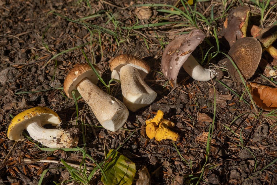 plockade svampar upplagda i rad på marken i skogen