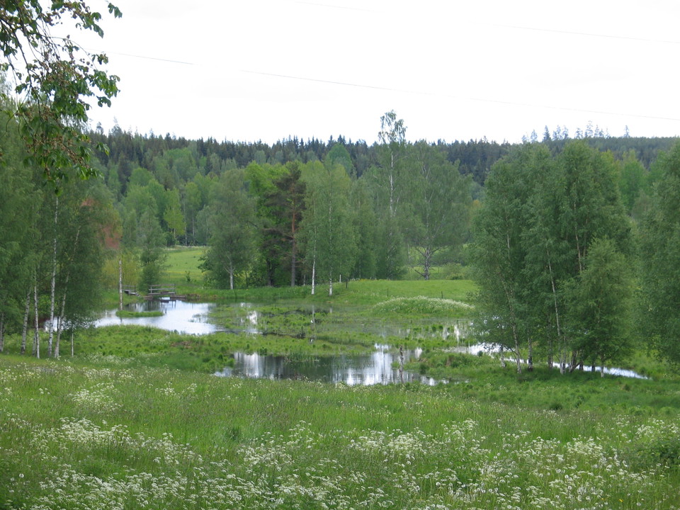 Sjö bevuxen med vass.