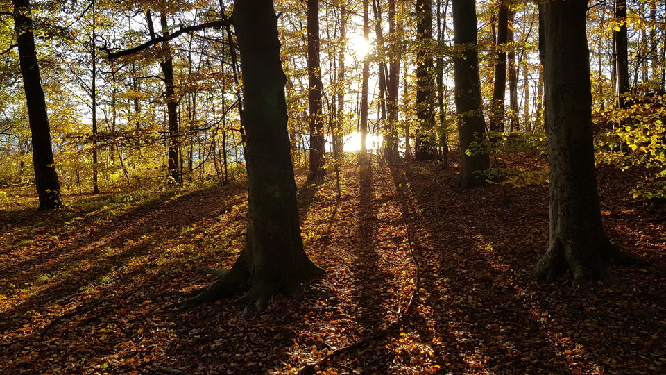 Lövskog i Kappsta. Foto Lidingö stad