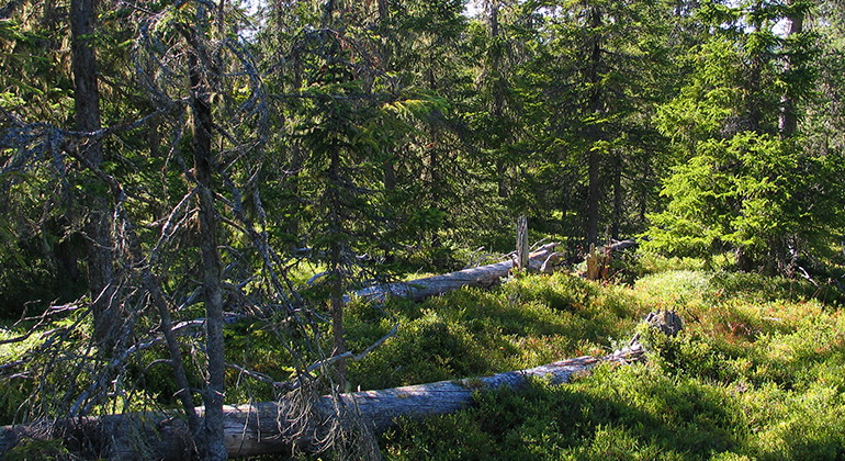 Bergmyrbäcken.