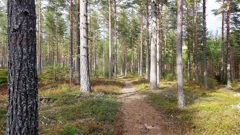 Toppleden Färila