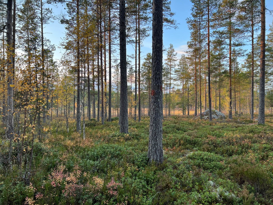 På slutet går leden i lätt terräng.