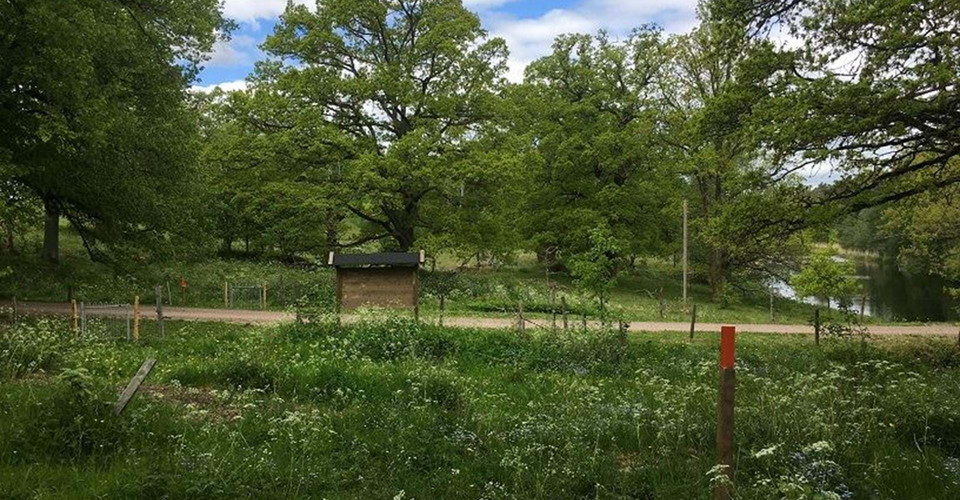 Ekhage i Solberga naturreservat