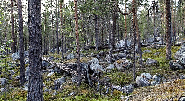 Terrängen i Teunok kan bitvis vara besvärlig, då den består av gammelskog med stockar och stenar.