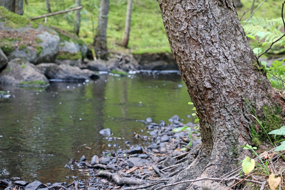 Ett träd intill bäcken.