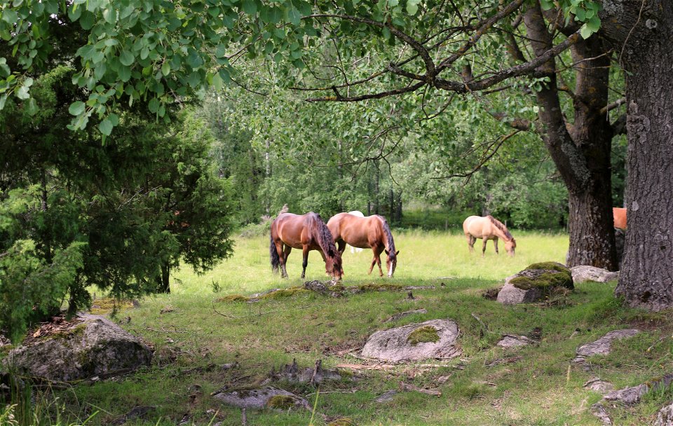 Hästar på bete i naturreservatet.