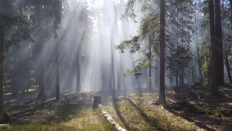 Skog vid Södergarn. Foto Lidingö stad