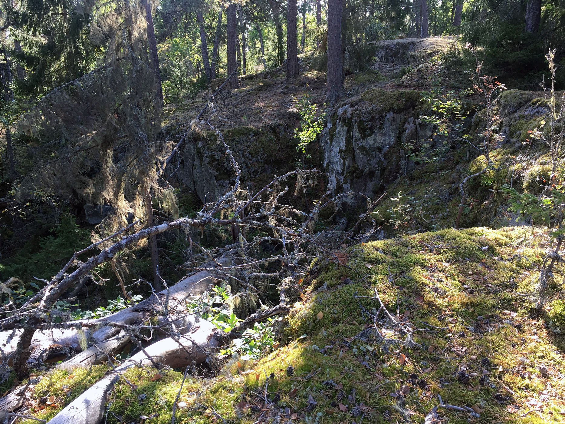En grå gammal trädstam ligger över en klippskreva.
